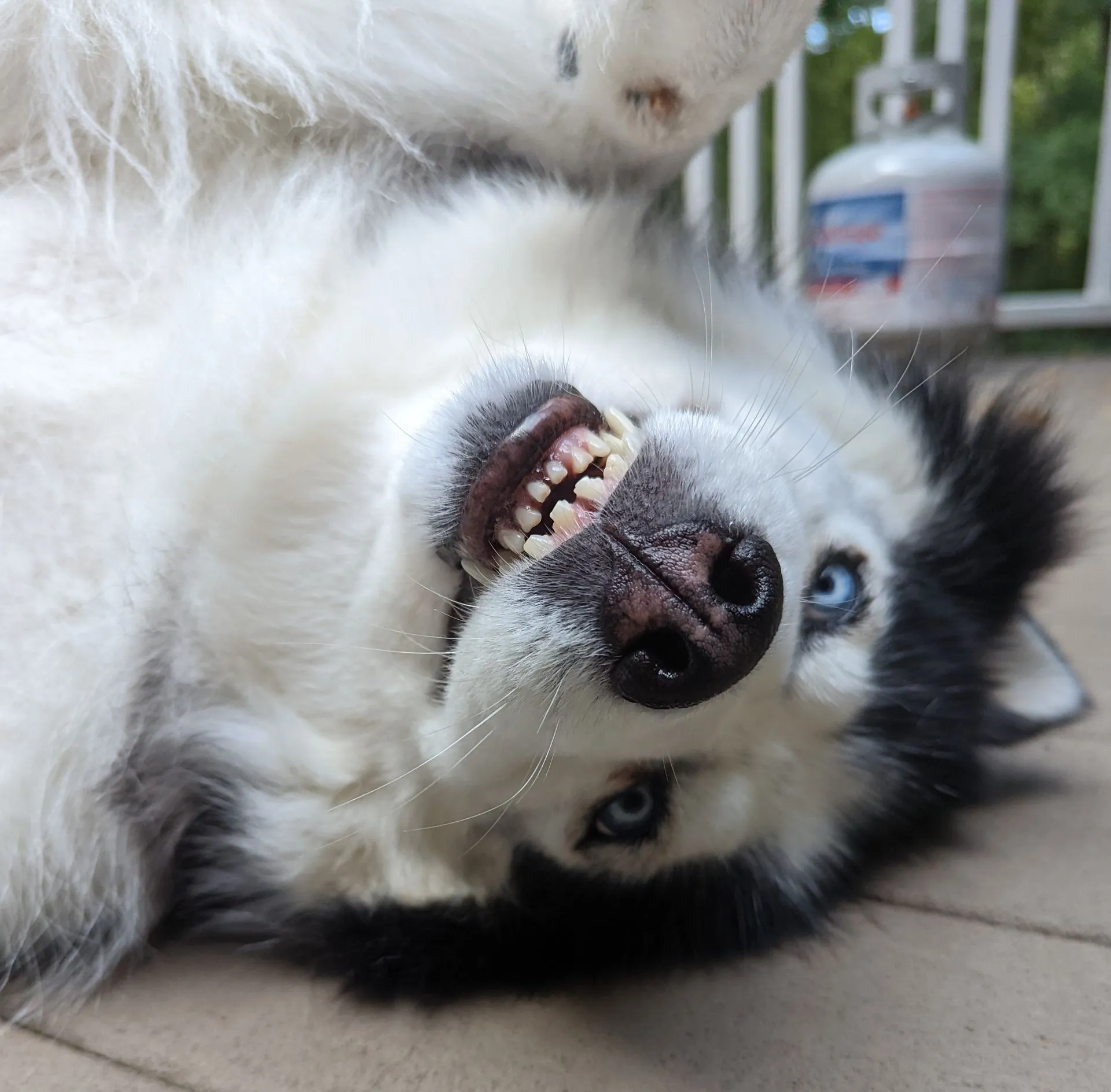 Fluffy black-and-white dog lying on its back, showing teeth and blue eyes on a porch floor