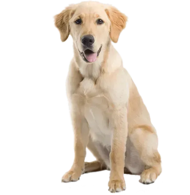 Golden retriever sitting against a white background, looking at the camera with tongue out.