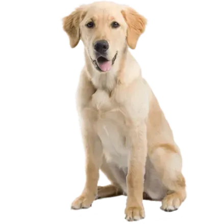Golden retriever sitting against a white background, looking at the camera with tongue out.