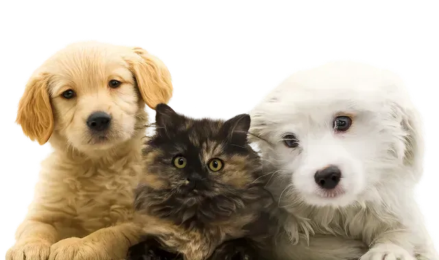 Golden retriever puppy, fluffy black kitten, and white puppy sitting together on a white background
