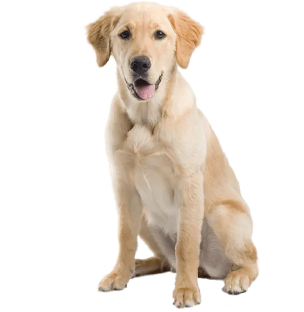 Golden retriever sitting against a white background, looking at the camera with tongue out.