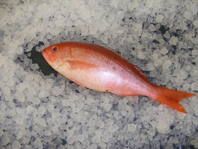 b line snapper holcombe market thompsons seafood fish tottenham fresh local fishmongers n17