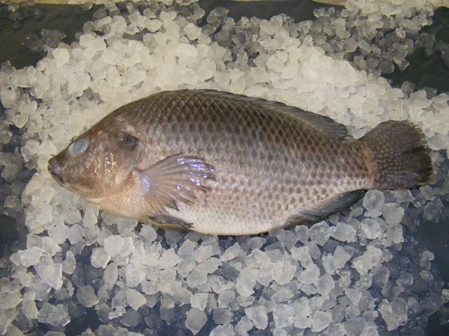 black tilapia on ice holcombe market thompsons seafood fish tottenham fresh local fishmongers n17