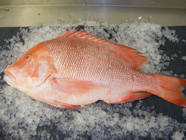 bourgeois on ice holcombe market thompsons seafood fish tottenham fresh local fishmongers n17