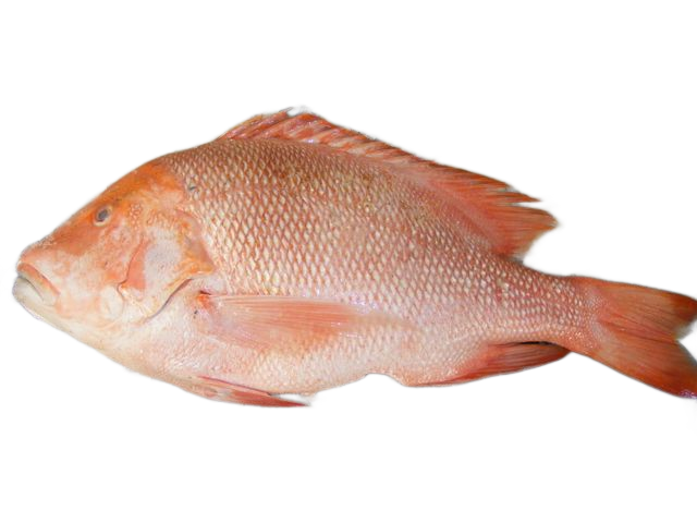 fish holcombe market thompsons seafood fish tottenham fresh local fishmongers n17