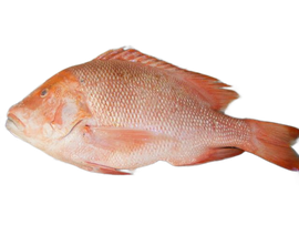 bourgeois holcombe market thompsons seafood fish tottenham fresh local fishmongers n17