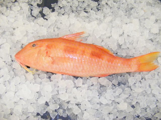brazilian red mullet holcombe market thompsons seafood fish tottenham fresh local fishmongers n17