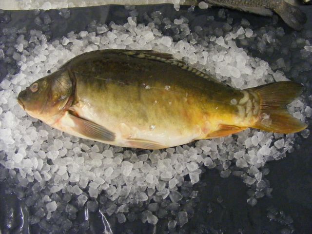 carp on ice holcombe market thompsons seafood fish tottenham fresh local fishmongers n17