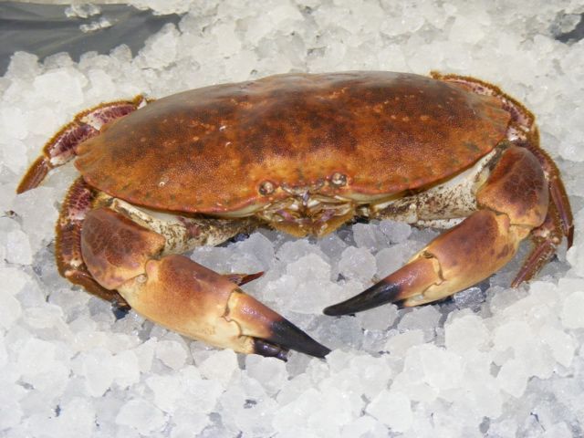 crab holcombe market thompsons seafood fish tottenham fresh local fishmongers n17