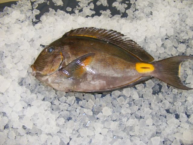 doctor fish holcombe market thompsons seafood fish tottenham fresh local fishmongers n17