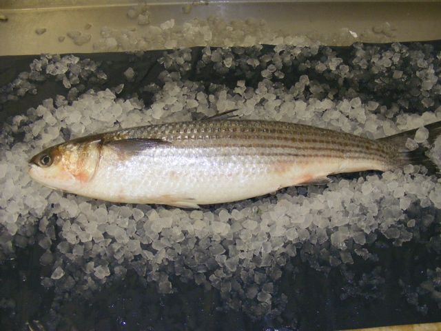 grey mullet on ice holcombe market thompsons seafood fish tottenham fresh local fishmongers n17