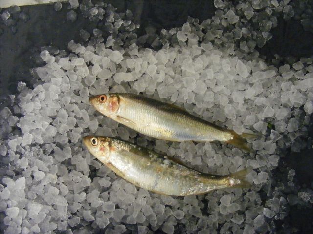 herring on ice holcombe market thompsons seafood fish tottenham fresh local fishmongers n17