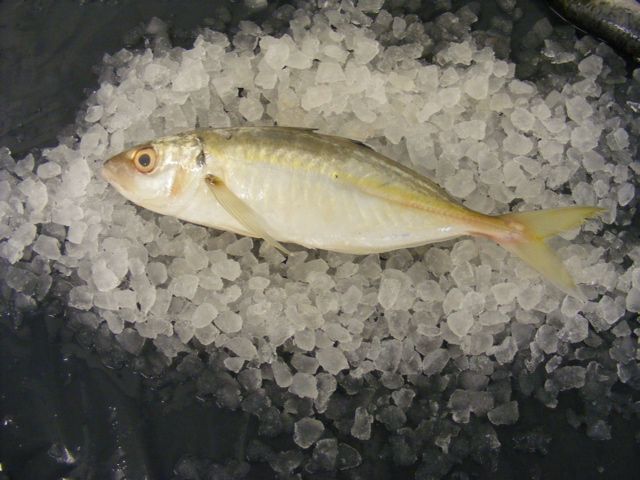 jack fish on ice holcombe market thompsons seafood fish tottenham fresh local fishmongers n17