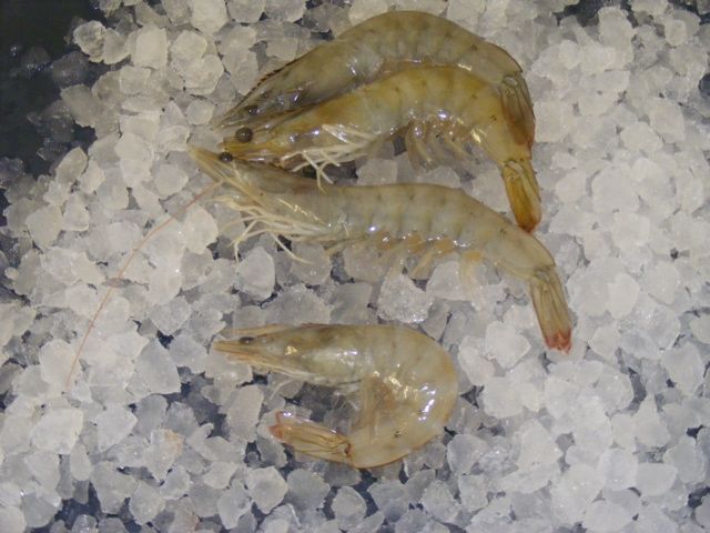 king prawns on ice holcombe market thompsons seafood fish tottenham fresh local fishmongers n17