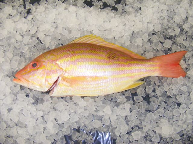 lane snapper holcombe market thompsons seafood fish tottenham fresh local fishmongers n17