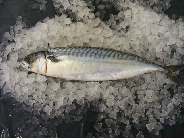 mackerel on ice holcombe market thompsons seafood fish tottenham fresh local fishmongers n17