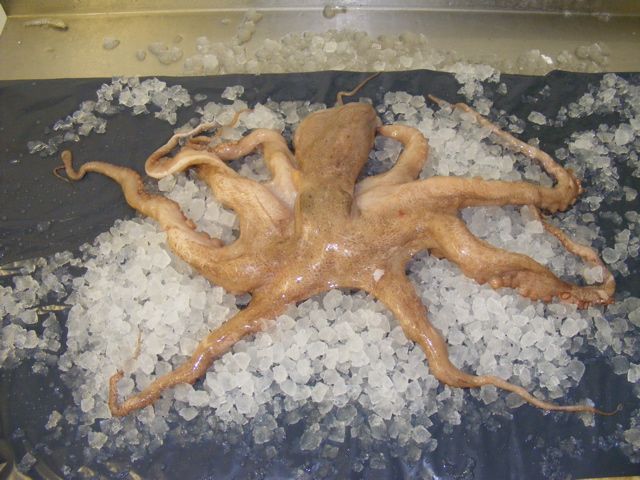 octopus holcombe market thompsons seafood fish tottenham fresh local fishmongers n17