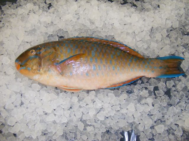 parrot fish holcombe market thompsons seafood fish tottenham fresh local fishmongers n17