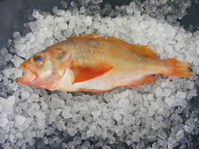 red bream on ice holcombe market thompsons seafood fish tottenham fresh local fishmongers n17