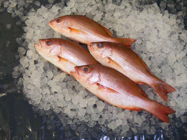 red snapper on ice holcombe market thompsons seafood fish tottenham fresh local fishmongers n17