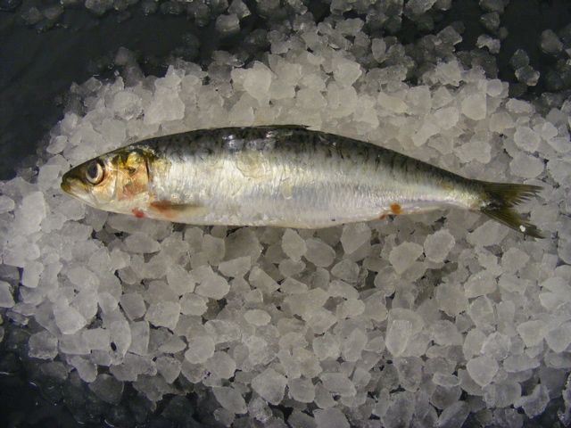 sardine on ice holcombe market thompsons seafood fish tottenham fresh local fishmongers n17
