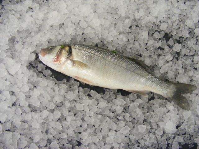 sea bass holcombe market thompsons seafood fish tottenham fresh local fishmongers n17