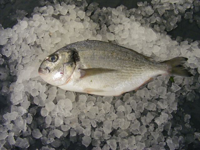 sea bream on ice holcombe market thompsons seafood fish tottenham fresh local fishmongers n17