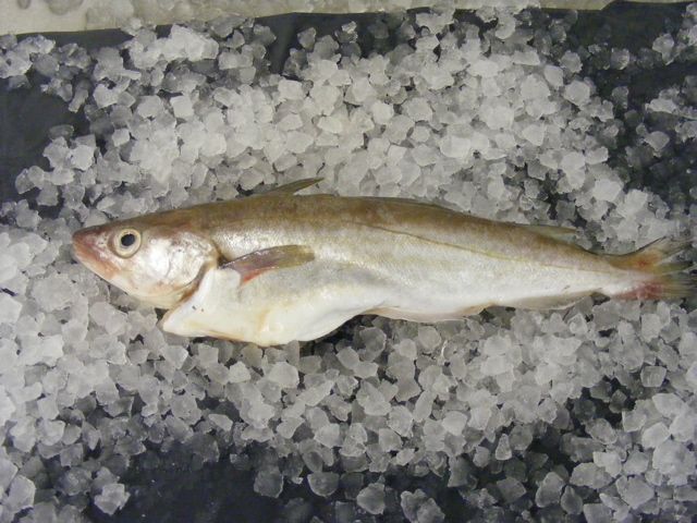 whiting holcombe market thompsons seafood fish tottenham fresh local fishmongers n17