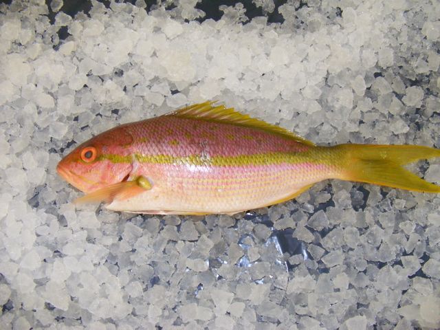 yellow tail holcombe market thompsons seafood fish tottenham fresh local fishmongers n17