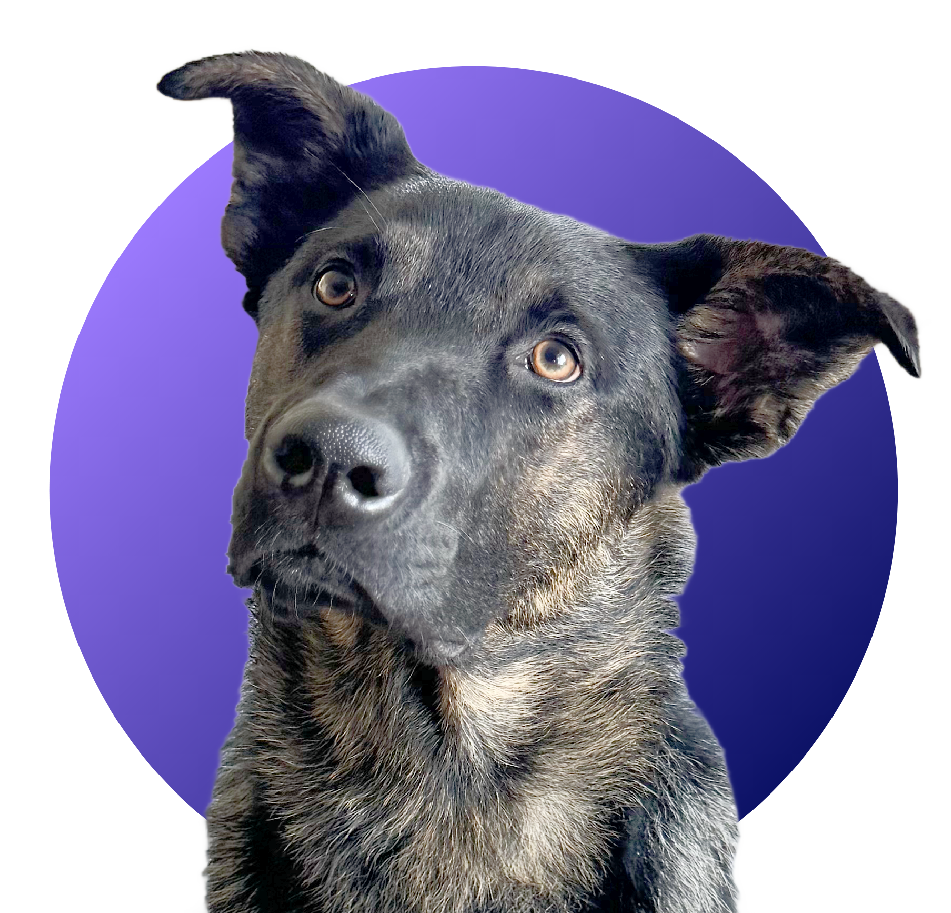 This is an icon of Roman a dog that signifies the agent tandem build section of the AI agency course lesson 2