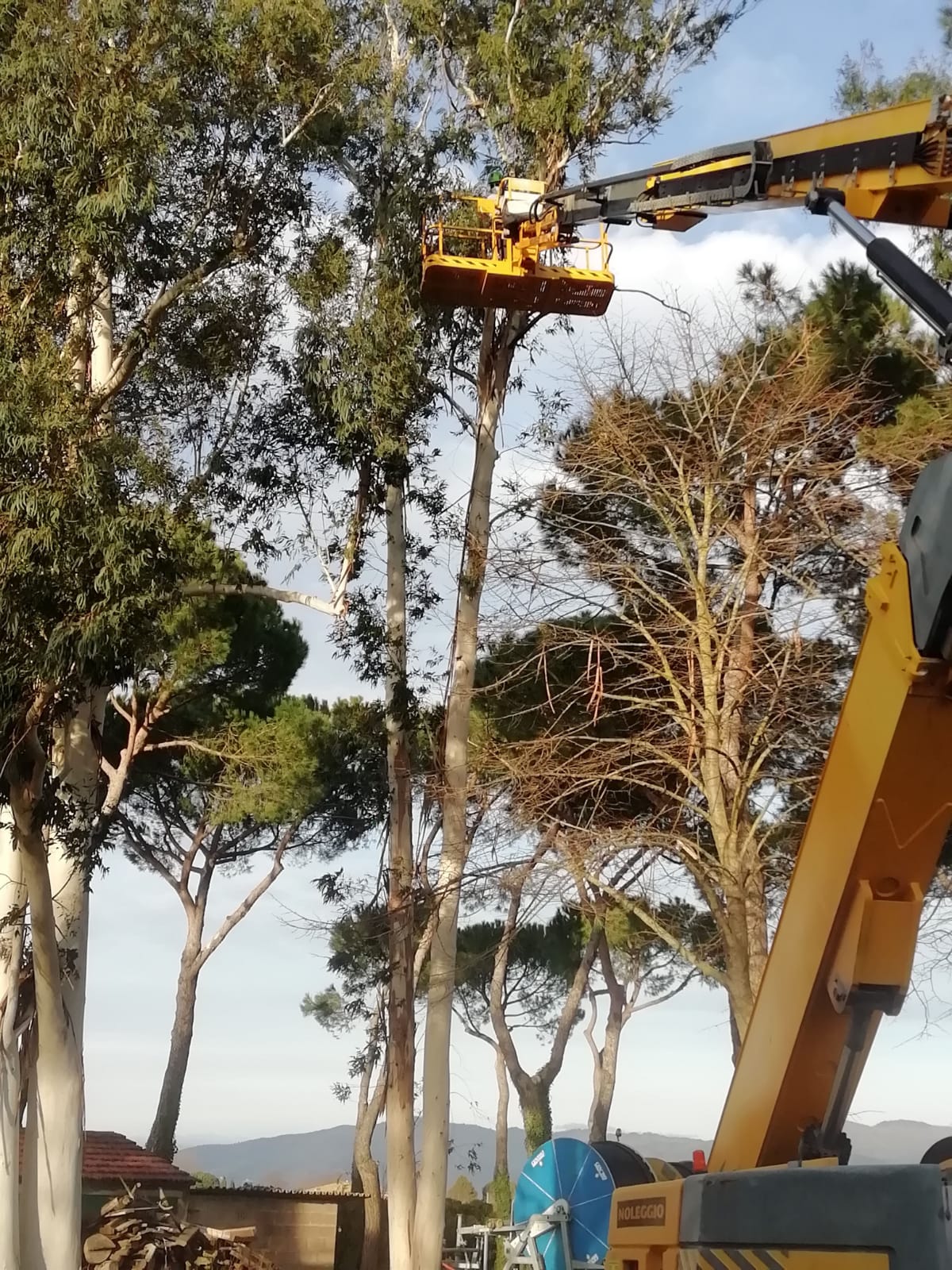 intervento di potatura su albero di alto fusto