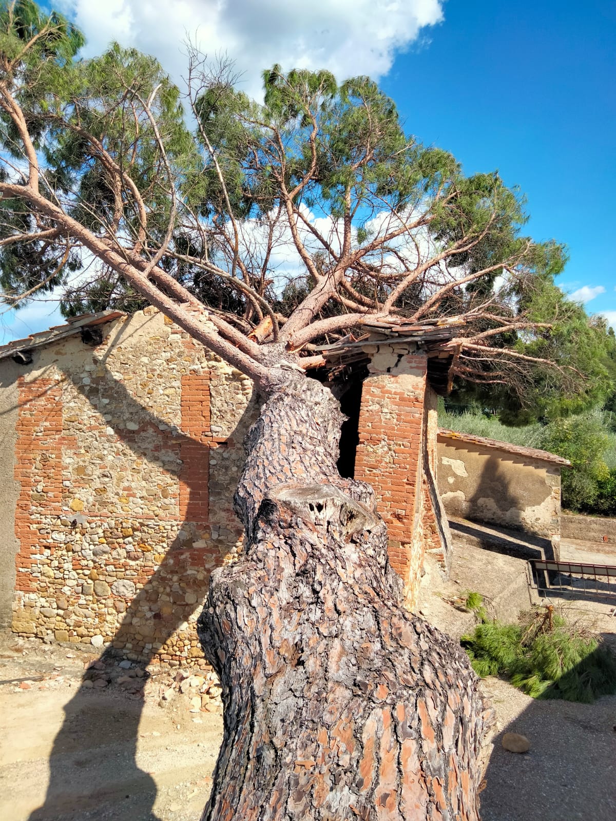 intervento di potetura effettuato in modalità tree climbing