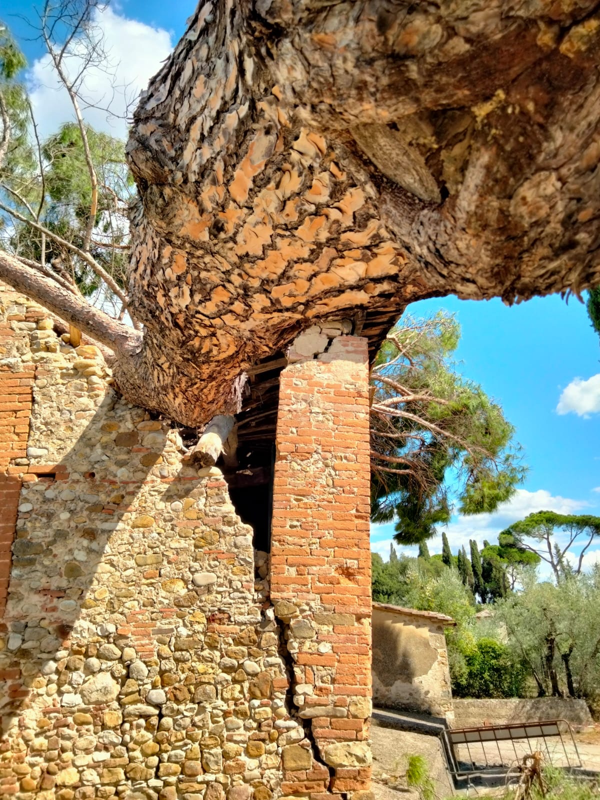 potatura albero