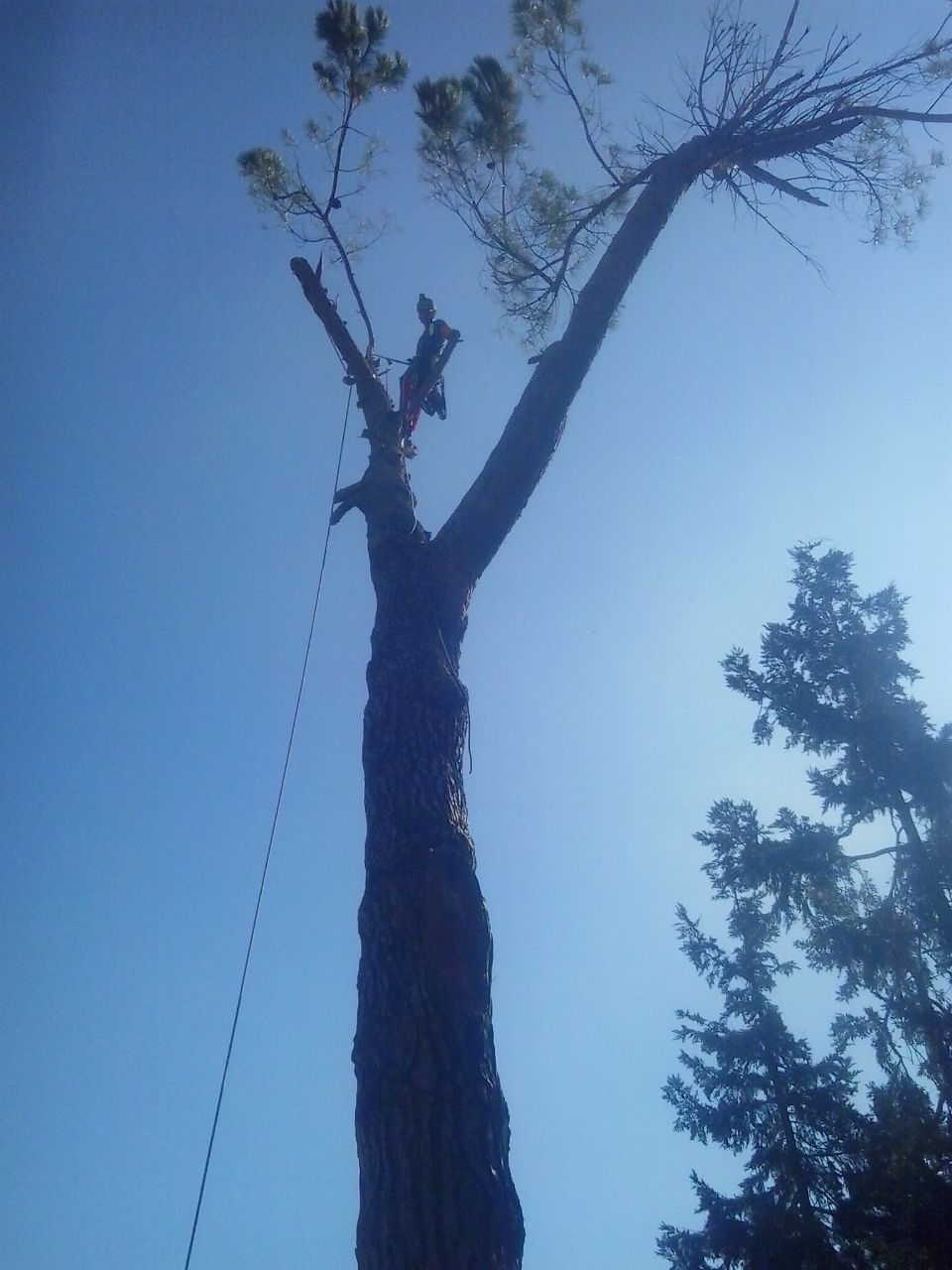 potatura albero in modalità tree climbing