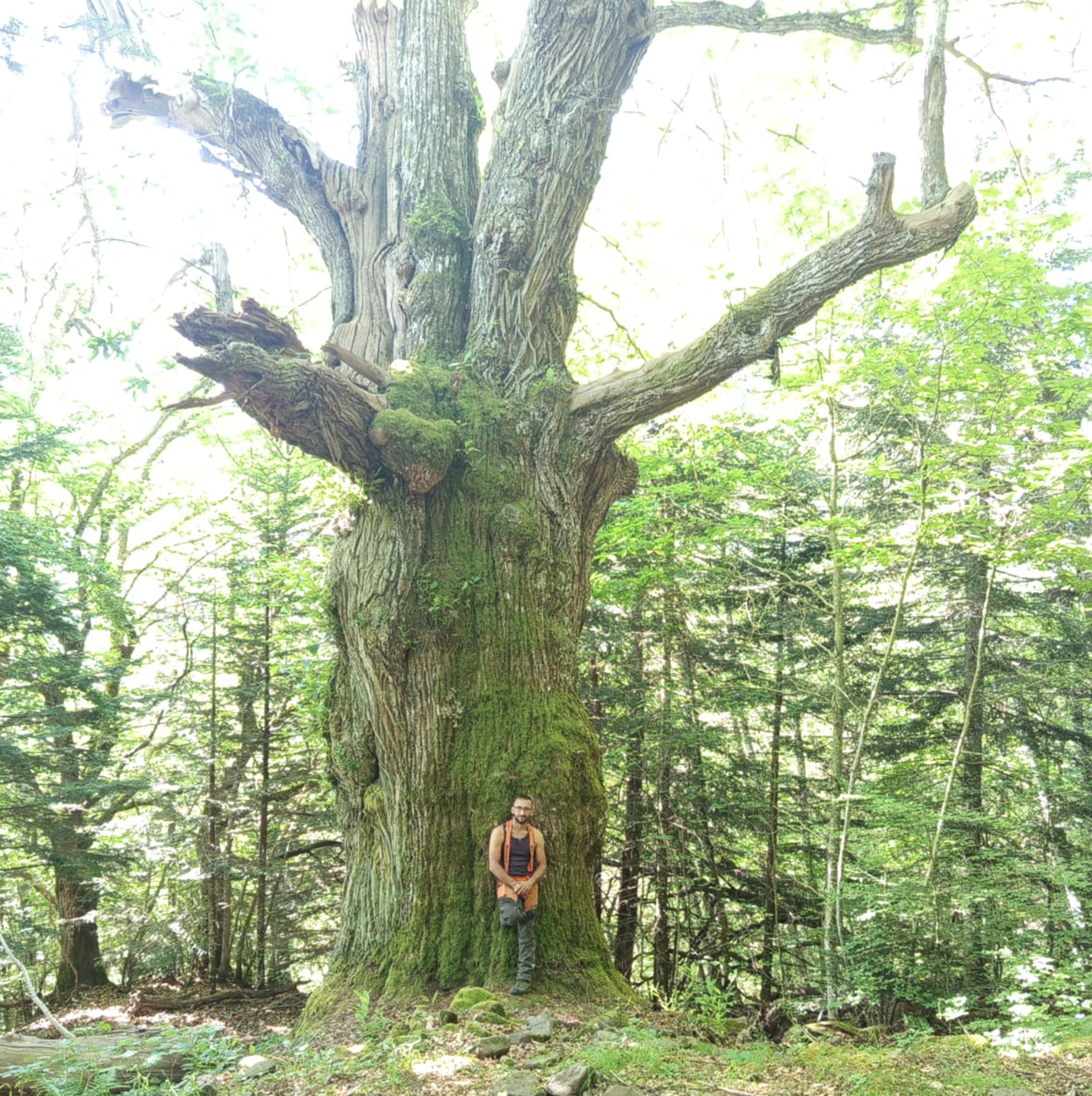 potatura alberi con tecnica tree-climbing