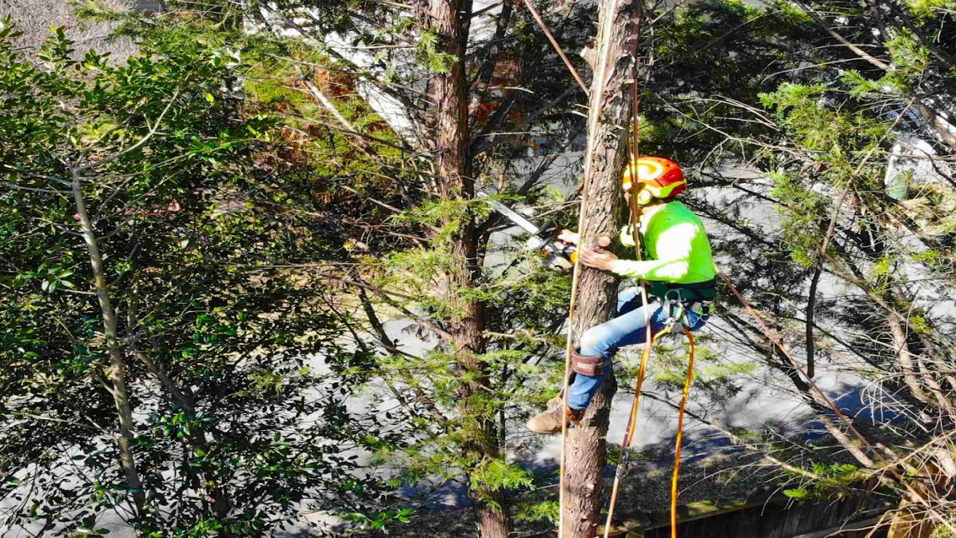 Worker in a neon safety vest and orange helmet rappels down a rocky, tree-covered slope.