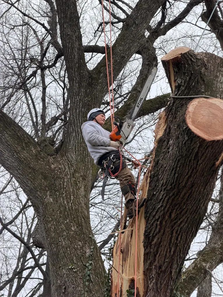 Worker in a bucket truck cutting a large tree limb with a chainsaw.