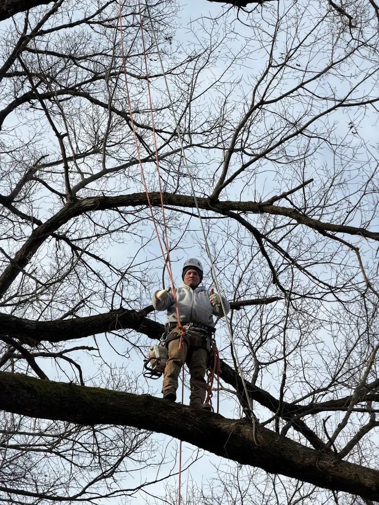 Climber on a rope in a leafless tree, balancing on a thick branch against a cloudy sky