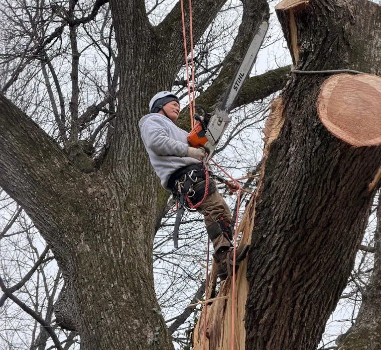 Tree worker in a helmet climbs a tree with rope near a large cut trunk section.