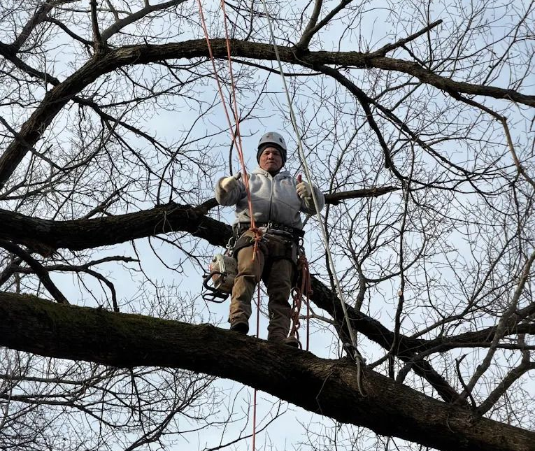 Climber wearing safety gear sits on a large tree branch among bare winter limbs
