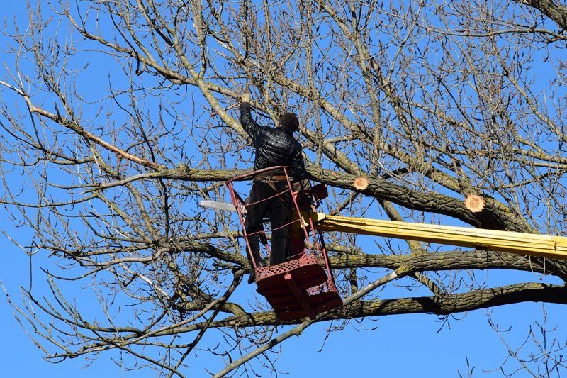 Worker in a red cherry picker trimming bare tree branches against a blue sky