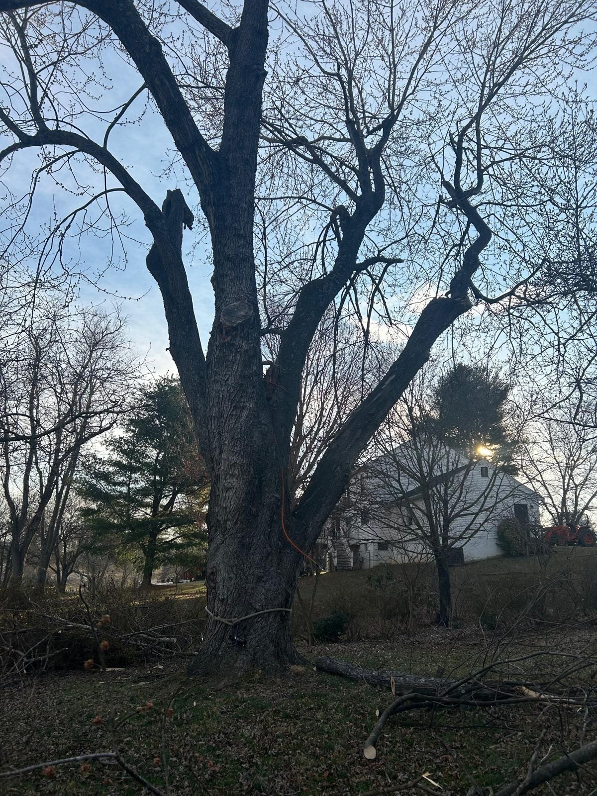 Bare leafless tree at dusk in a park, with low sun and winter brush in the background