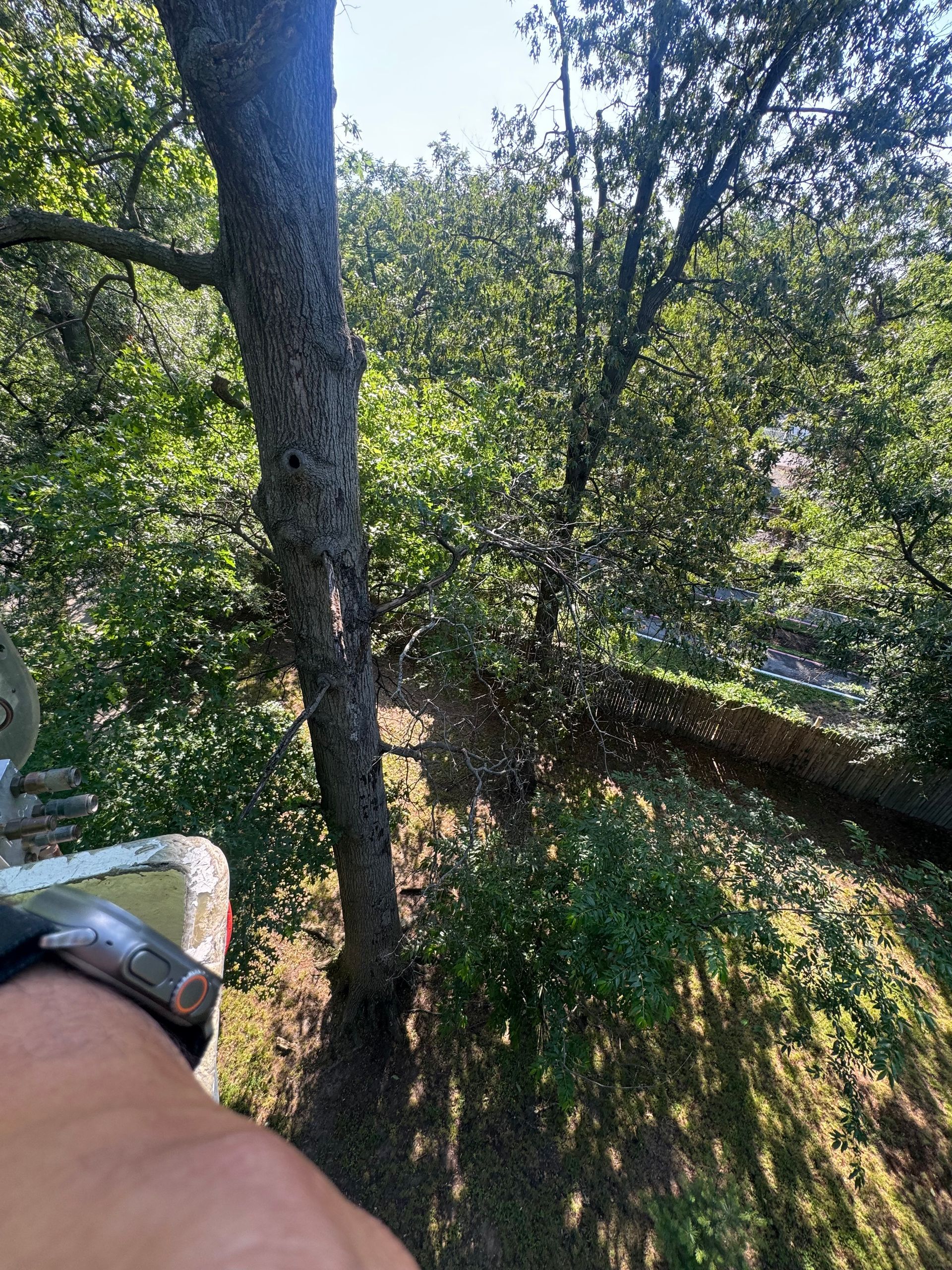 Forearm holding a railing while looking over a sunlit wooded hillside with trees and shadows