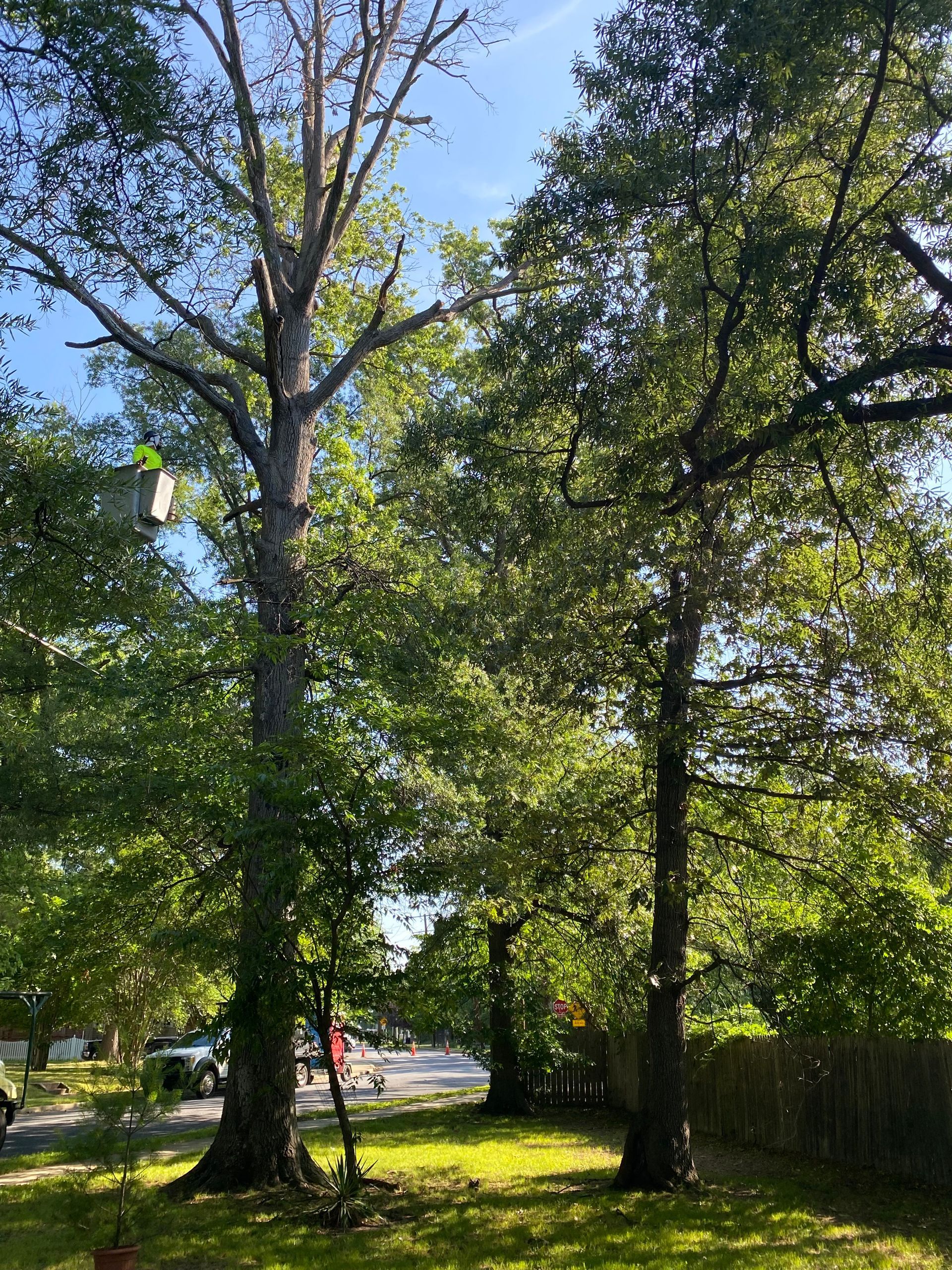 Sunlit park with tall leafy trees casting shade over grass near a road