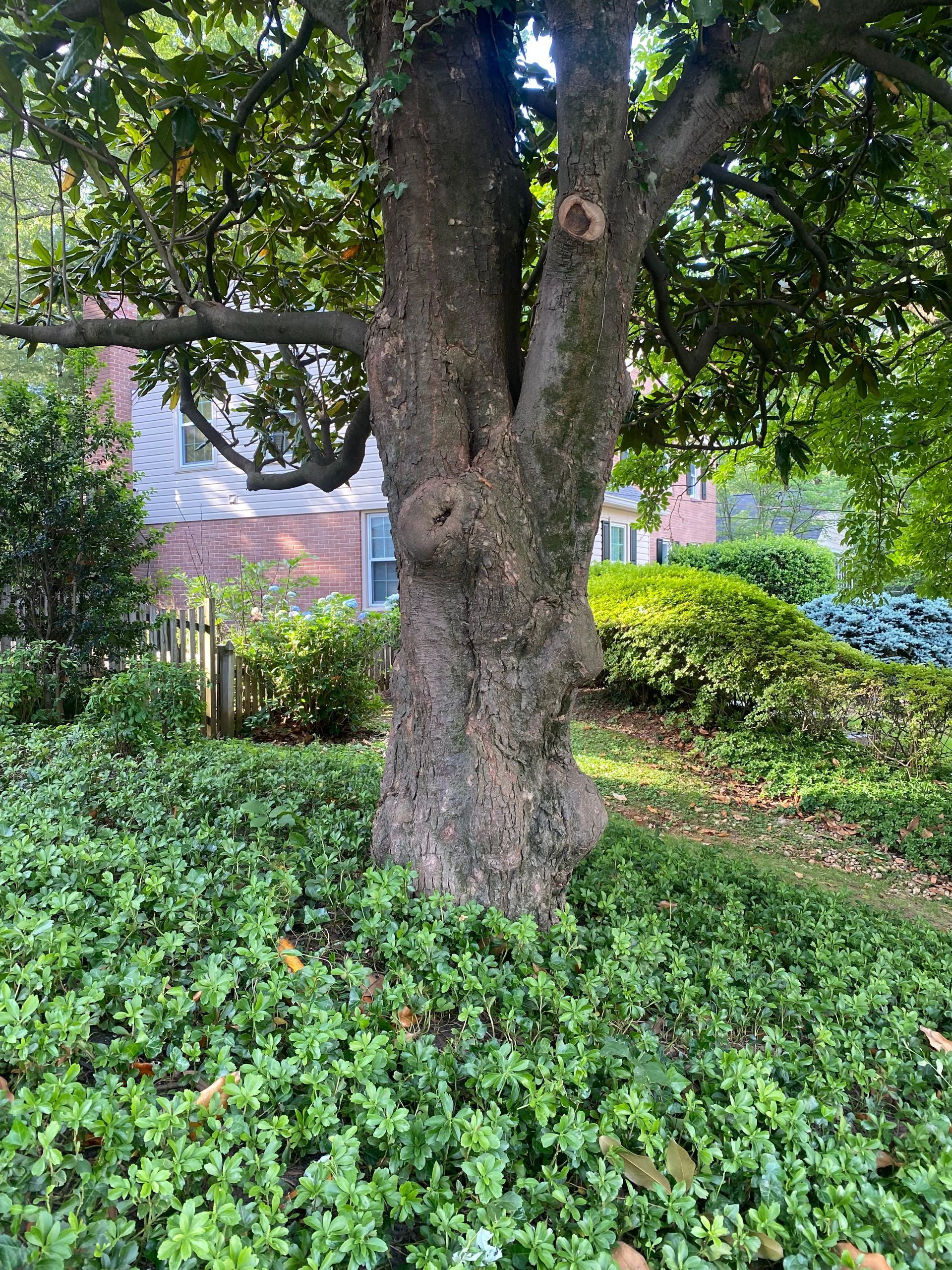Large tree in a lush green garden with ivy ground cover and shrubs around it