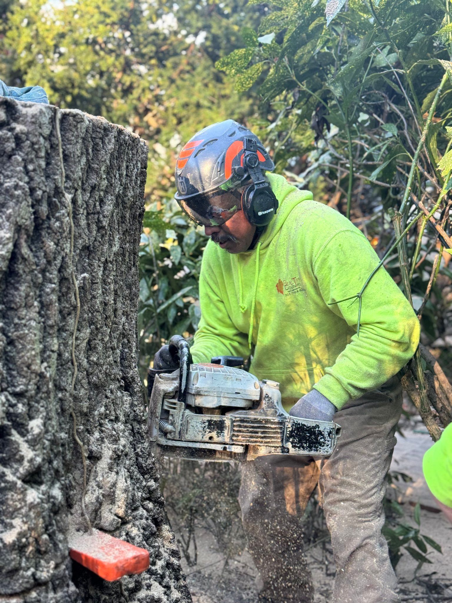 Worker in a neon green jacket and helmet operating a chainsaw beside a tree stump in dense foliage.