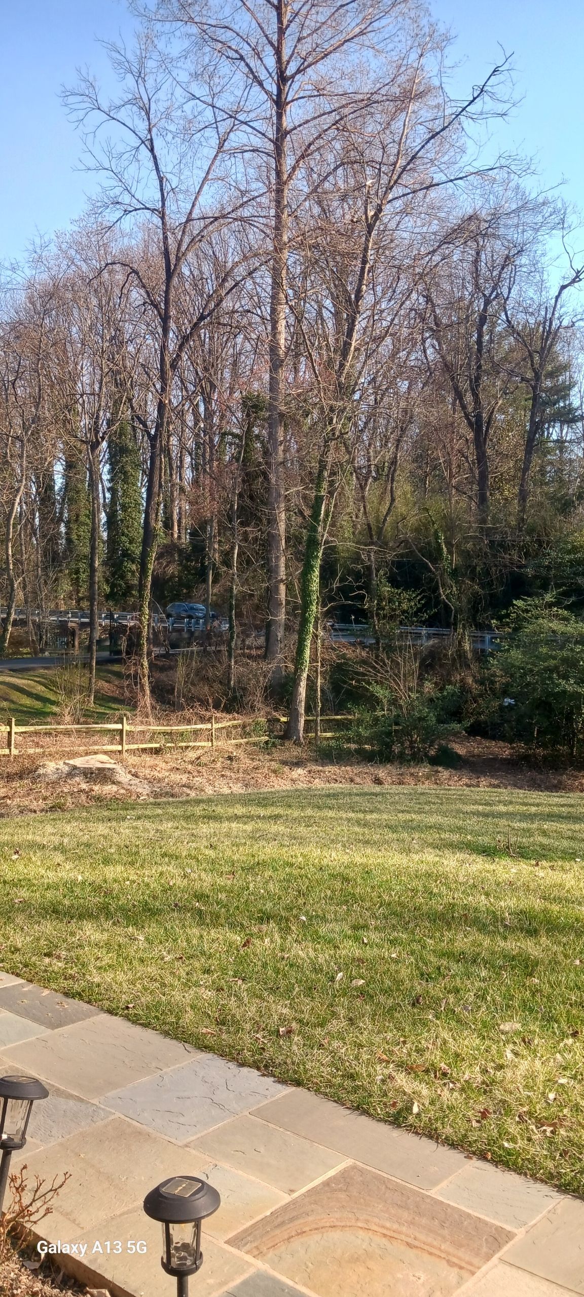Sunny backyard with leafless trees, green grass, and a paved patio in the foreground