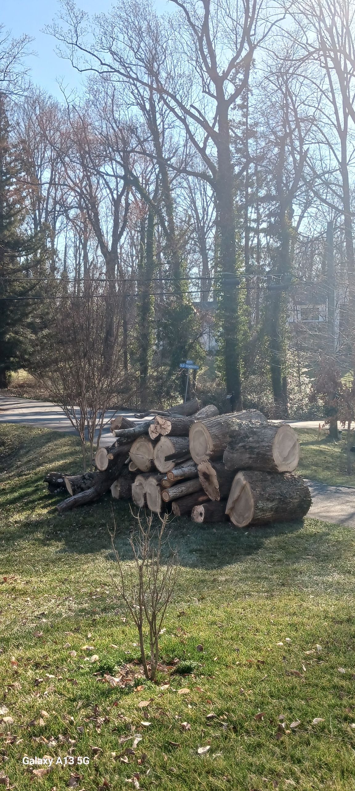 Stacked cut logs in a grassy yard with leafless trees and bright sunlight in the background