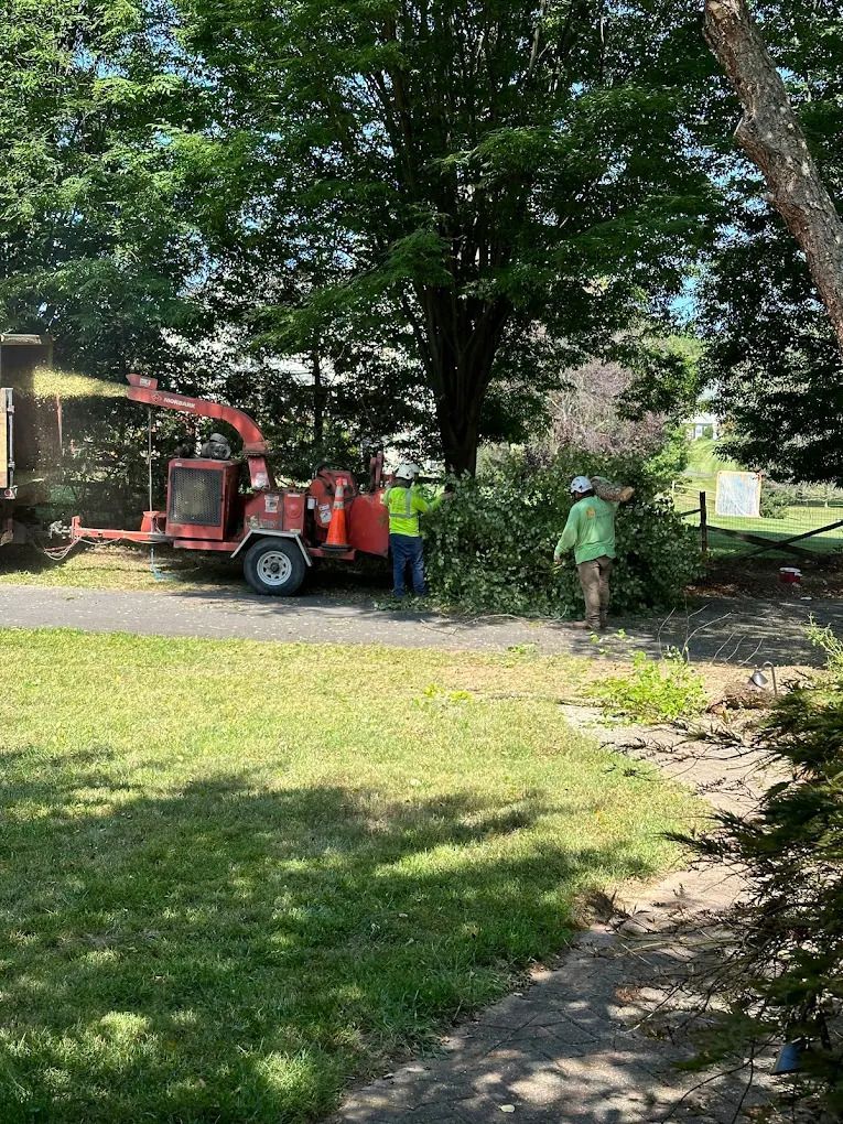Workers beside a red utility vehicle clearing branches under a large tree in a yard