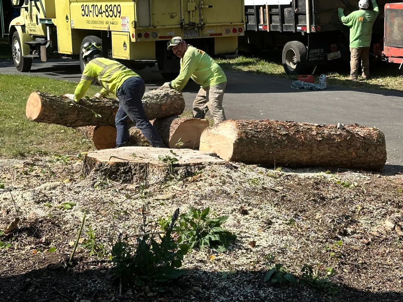 Workers in neon green gear moving large cut logs beside a truck in a muddy worksite